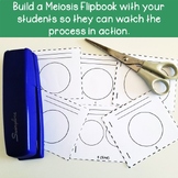Hands-on Meiosis Activity Resources for Middle School Science