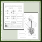 Digestive System- Middle School Science lab, activities, and worksheets