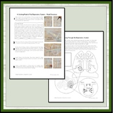 Respiratory System- Interactive Activities and Worksheets for Middle School