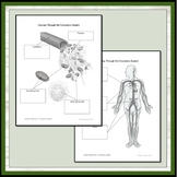 Circulatory System- Interactive Activities and Worksheets for Middle School