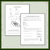 Cellular Respiration - Lab Activity, Worksheets, & Reading Passage