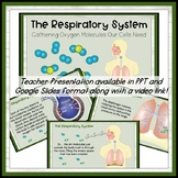 Body Systems: Cellular Respiration Unit with Interactive Activities & Worksheet